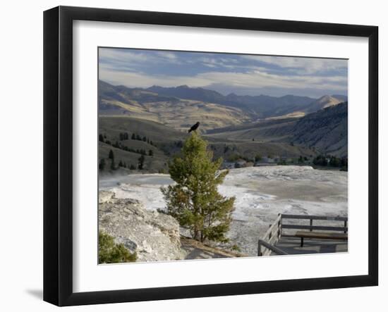 Common Raven, Mammoth Hot Springs, Yellowstone National Park, Wyoming, USA-Rolf Nussbaumer-Framed Photographic Print