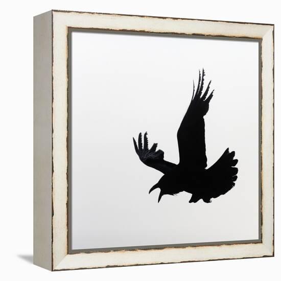 Common Raven Screaming-Arthur Morris-Framed Premier Image Canvas