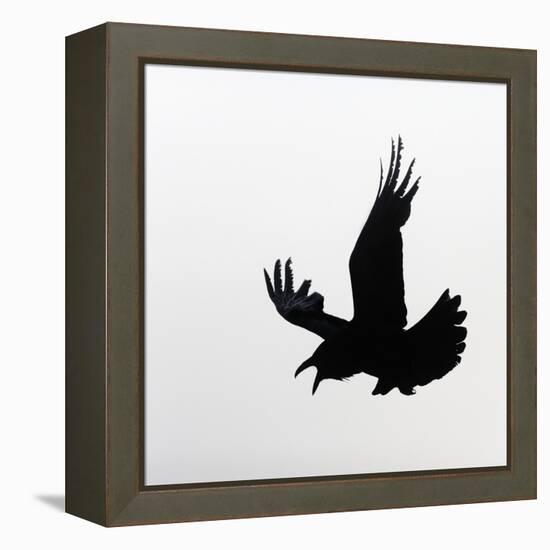 Common Raven Screaming-Arthur Morris-Framed Premier Image Canvas