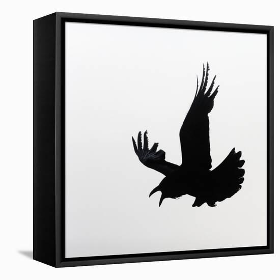 Common Raven Screaming-Arthur Morris-Framed Premier Image Canvas