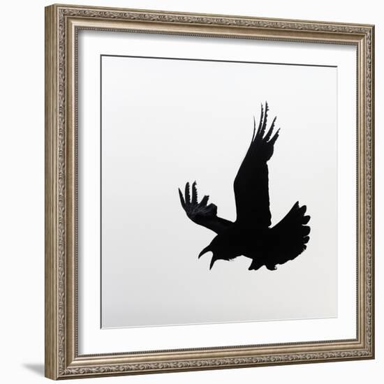 Common Raven Screaming-Arthur Morris-Framed Photographic Print