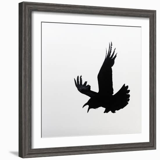 Common Raven Screaming-Arthur Morris-Framed Photographic Print