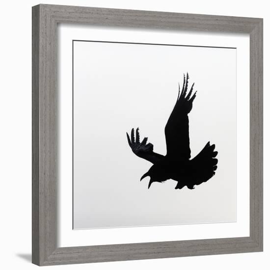 Common Raven Screaming-Arthur Morris-Framed Photographic Print