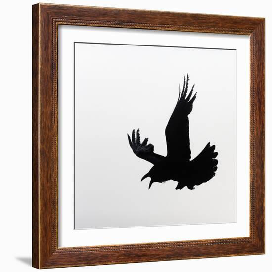 Common Raven Screaming-Arthur Morris-Framed Photographic Print