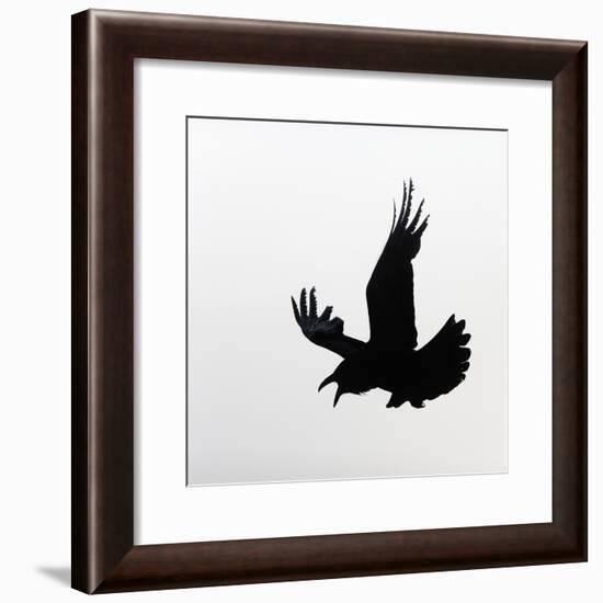 Common Raven Screaming-Arthur Morris-Framed Photographic Print