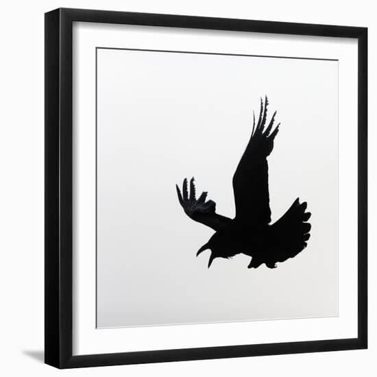 Common Raven Screaming-Arthur Morris-Framed Photographic Print