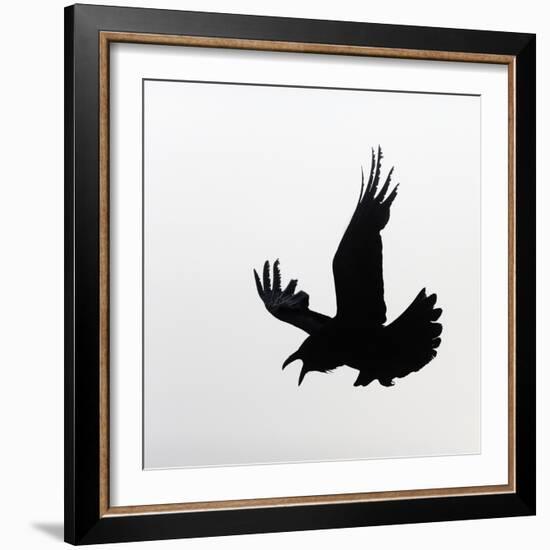 Common Raven Screaming-Arthur Morris-Framed Photographic Print