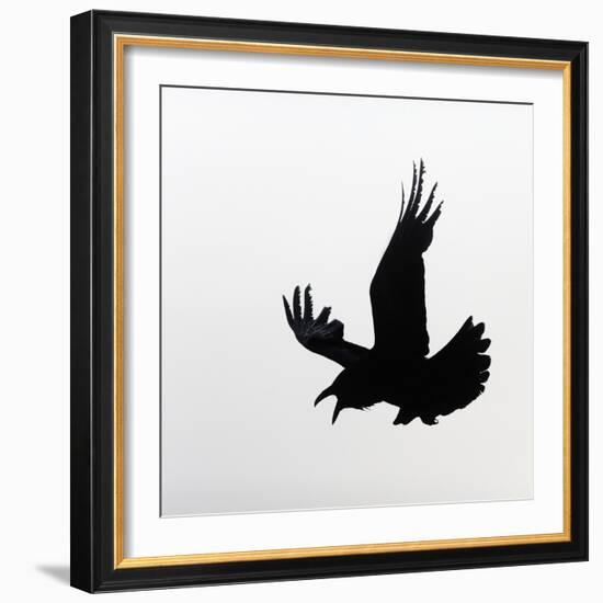 Common Raven Screaming-Arthur Morris-Framed Photographic Print