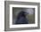 Common raven, winter close-up-Ken Archer-Framed Photographic Print