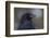 Common raven, winter close-up-Ken Archer-Framed Photographic Print