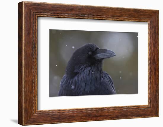 Common raven, winter close-up-Ken Archer-Framed Photographic Print