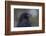 Common raven, winter close-up-Ken Archer-Framed Photographic Print