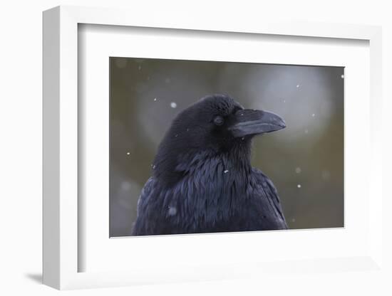 Common raven, winter close-up-Ken Archer-Framed Photographic Print