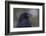 Common raven, winter close-up-Ken Archer-Framed Photographic Print