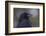 Common raven, winter close-up-Ken Archer-Framed Photographic Print