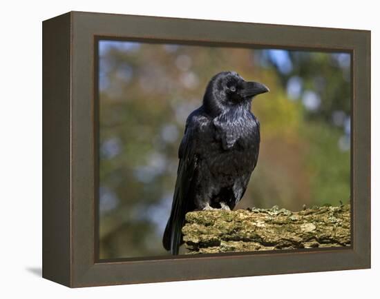 Common Raven-Linda Wright-Framed Premier Image Canvas