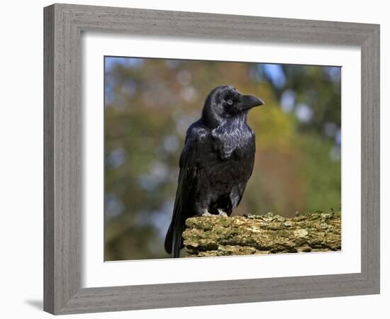 Common Raven-Linda Wright-Framed Photographic Print