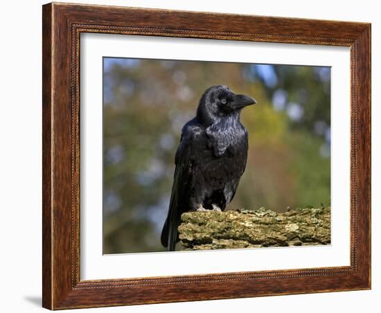 Common Raven-Linda Wright-Framed Photographic Print