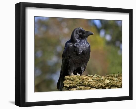 Common Raven-Linda Wright-Framed Photographic Print