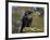 Common Raven-Linda Wright-Framed Photographic Print