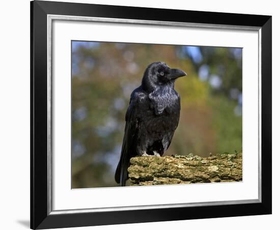 Common Raven-Linda Wright-Framed Photographic Print