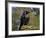 Common Raven-Linda Wright-Framed Photographic Print