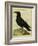 Common Raven-Georges-Louis Buffon-Framed Giclee Print