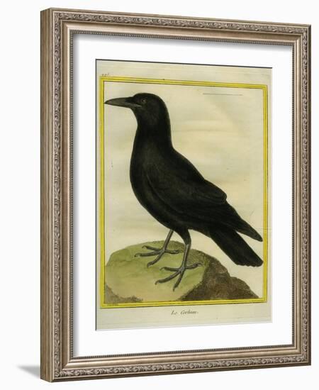 Common Raven-Georges-Louis Buffon-Framed Giclee Print