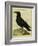 Common Raven-Georges-Louis Buffon-Framed Giclee Print