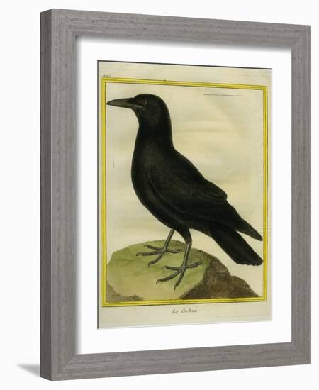 Common Raven-Georges-Louis Buffon-Framed Giclee Print