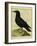 Common Raven-Georges-Louis Buffon-Framed Giclee Print