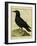 Common Raven-Georges-Louis Buffon-Framed Giclee Print