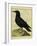 Common Raven-Georges-Louis Buffon-Framed Giclee Print