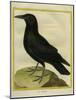 Common Raven-Georges-Louis Buffon-Mounted Giclee Print