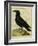 Common Raven-Georges-Louis Buffon-Framed Giclee Print