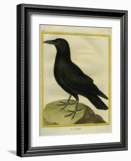 Common Raven-Georges-Louis Buffon-Framed Giclee Print