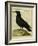 Common Raven-Georges-Louis Buffon-Framed Giclee Print