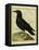 Common Raven-Georges-Louis Buffon-Framed Premier Image Canvas