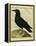 Common Raven-Georges-Louis Buffon-Framed Premier Image Canvas