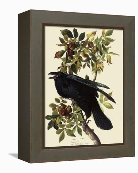 Common Raven-John James Audubon-Framed Premier Image Canvas