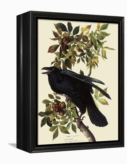 Common Raven-John James Audubon-Framed Premier Image Canvas