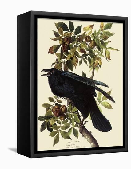 Common Raven-John James Audubon-Framed Premier Image Canvas