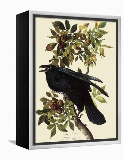 Common Raven-John James Audubon-Framed Premier Image Canvas