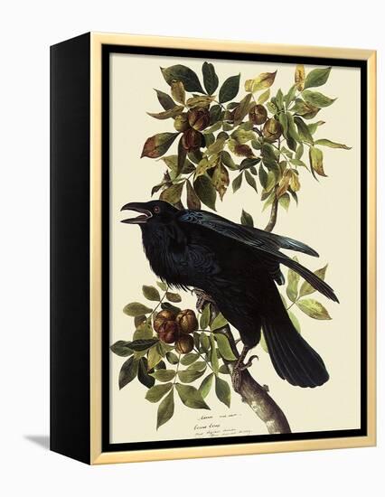 Common Raven-John James Audubon-Framed Premier Image Canvas