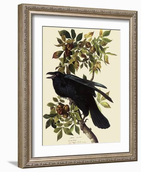 Common Raven-John James Audubon-Framed Giclee Print