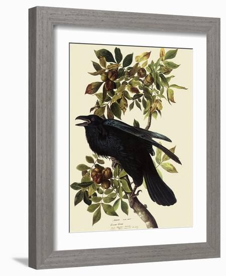 Common Raven-John James Audubon-Framed Giclee Print