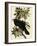 Common Raven-John James Audubon-Framed Giclee Print