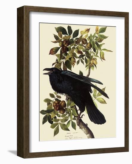 Common Raven-John James Audubon-Framed Giclee Print