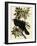 Common Raven-John James Audubon-Framed Giclee Print