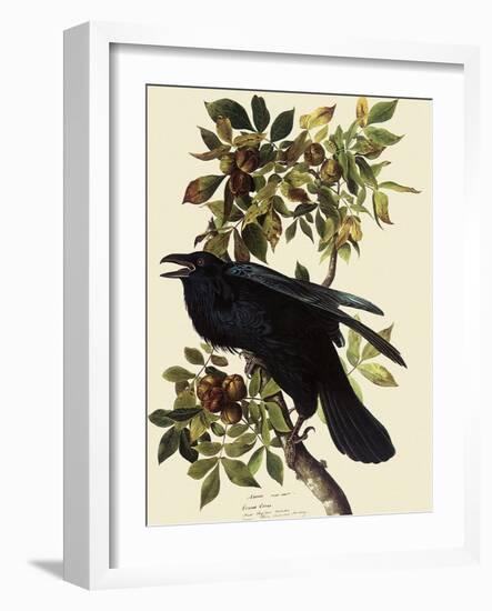 Common Raven-John James Audubon-Framed Giclee Print